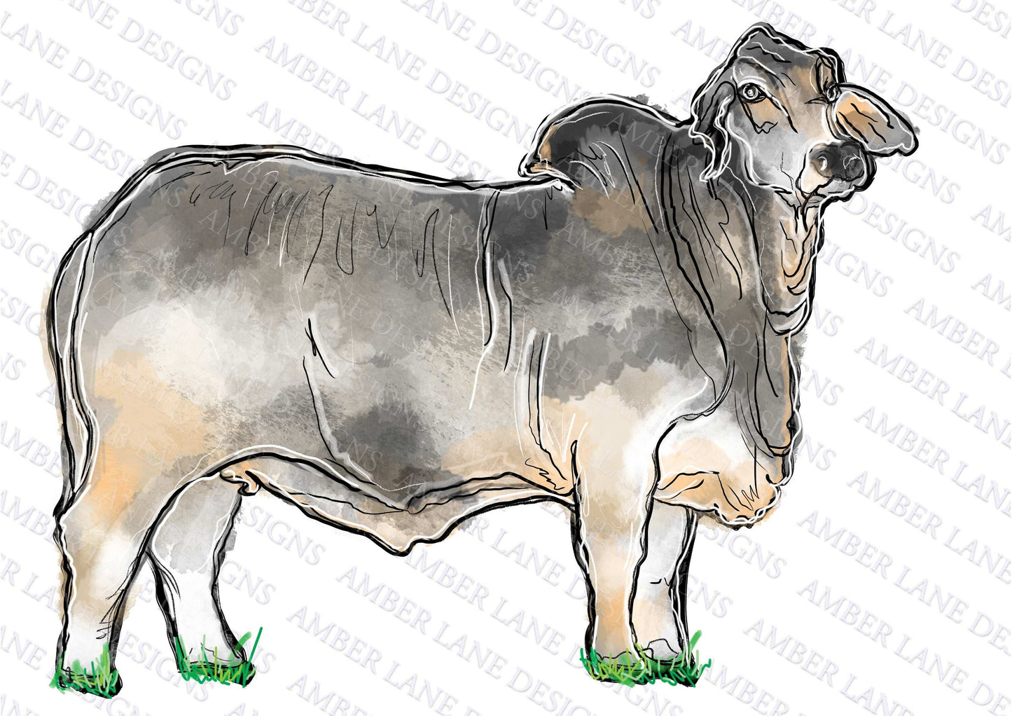Grey Brahman Cow full drawing Hand Drawn watercolor, Sublimation PNG.